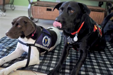 Are Service Dogs in Training Allowed Everywhere? Exploring the Boundaries of Accessibility and Training