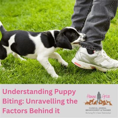 How Much Is Puppy Training: Unraveling the Costs and Beyond