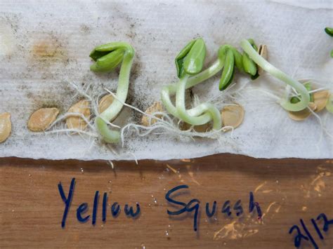 How to Germinate Lemon Seeds in Paper Towel: A Journey Through Citrus and Chaos